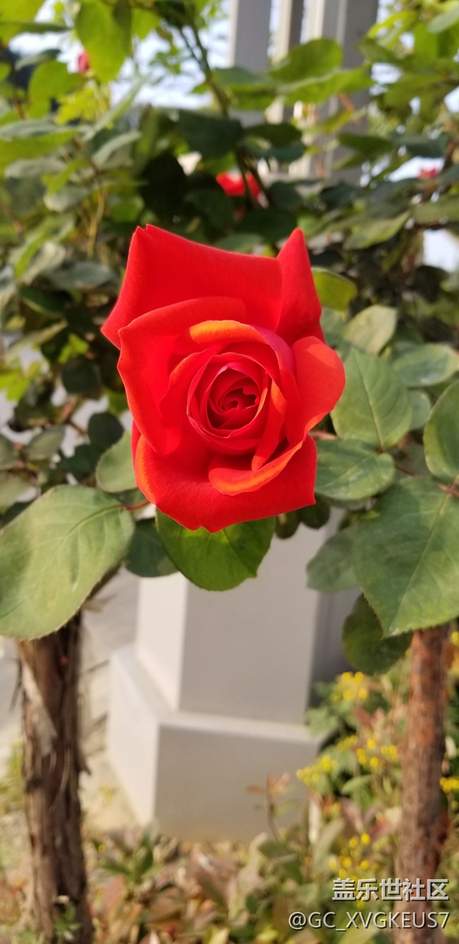 賞花季