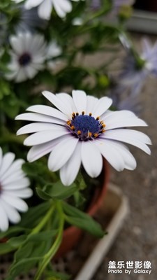 上海植物園之一枝獨秀