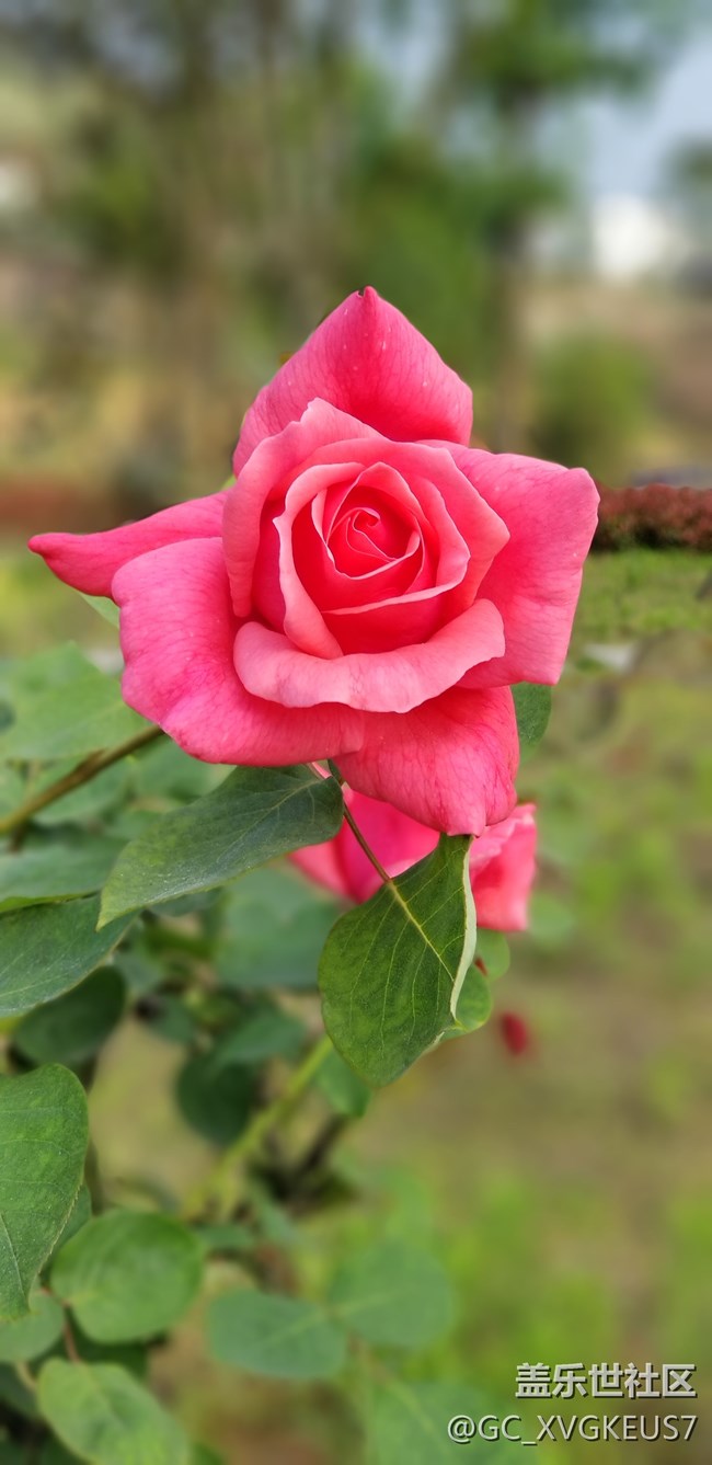 賞花季