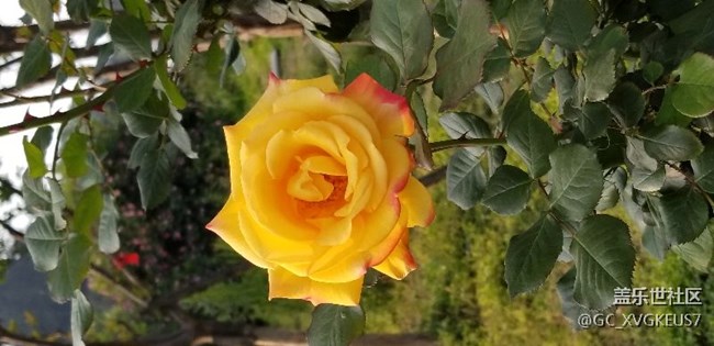 賞花季