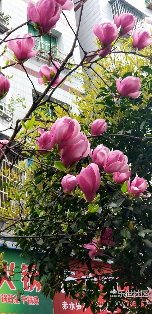 賞花季