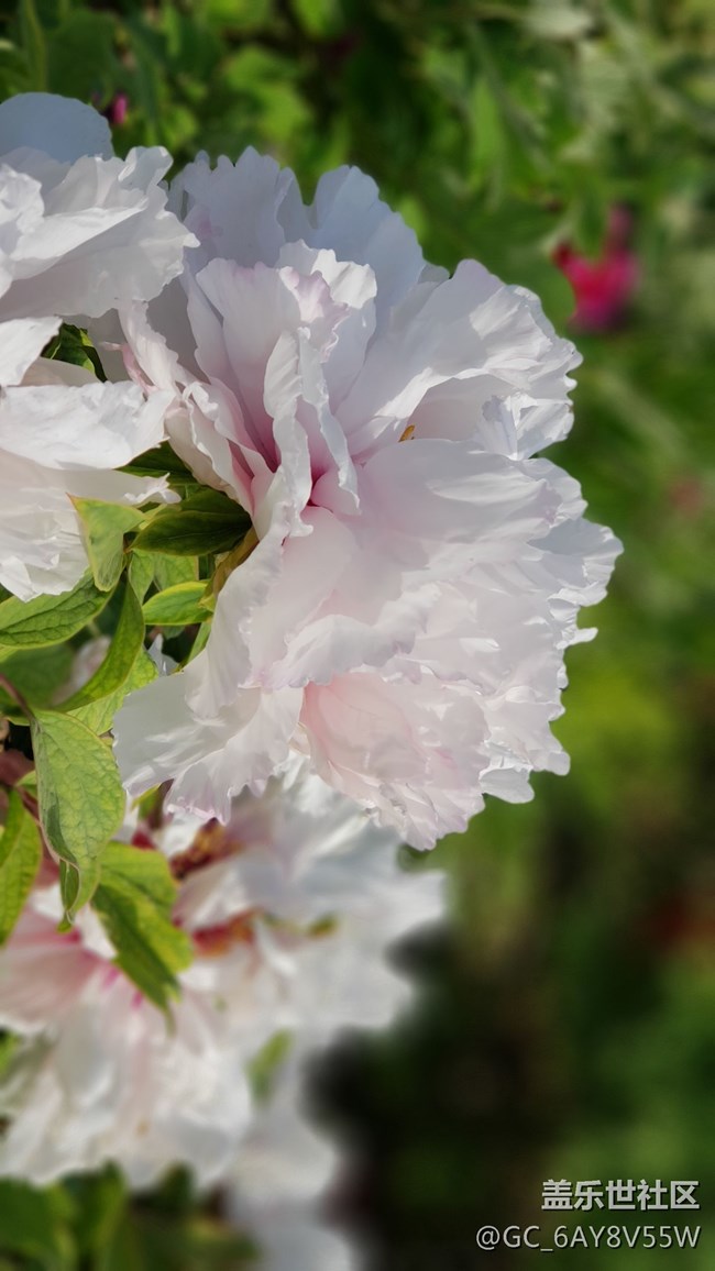 唯有牡丹真國色花開時節(jié)動京城