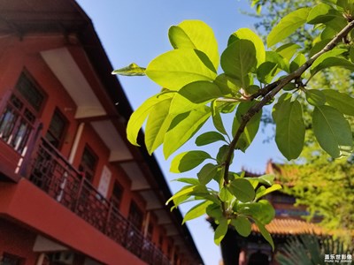 蓋樂(lè)世影像周賽第52期——人間四月天