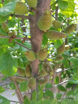 你是人間四月天