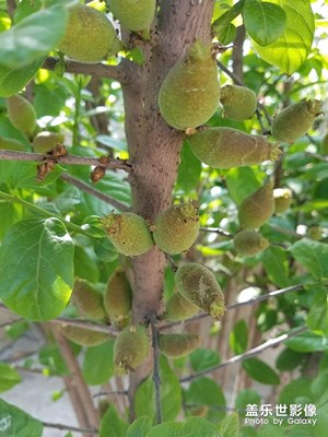 人間四月天+谷雨+綠肥紅瘦