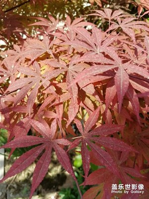 人間四月天+綠肥紅瘦