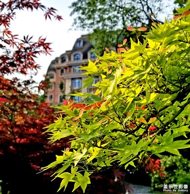 【人間四月天】 四月楓葉花相伴，春不踏盡不歸巢。