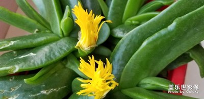 ??????陽臺花??????