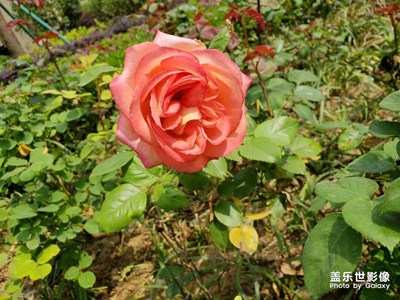 春天花開(kāi)了