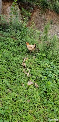 快樂(lè)的一家子