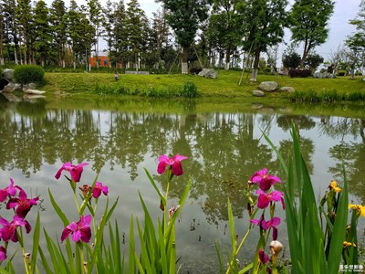 【人間四月天】  青青河邊游