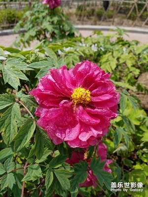 【人間四月天】+ 牡丹花