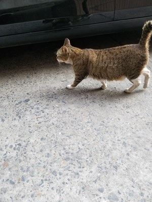 【人間四月天】---準貓媽媽之日常