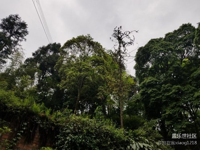 峨嵋洪椿坪遇猴