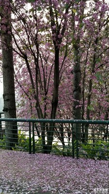 滿城紫荊花