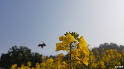 ［中國最美瞬間］+家鄉(xiāng)的春天