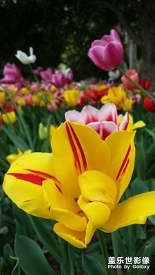 【五一去哪玩】游園