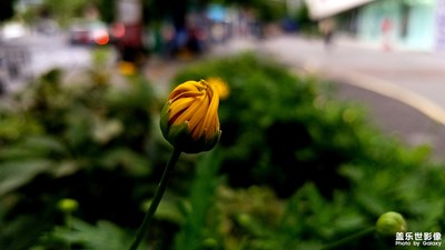 貴陽市的綠化帶