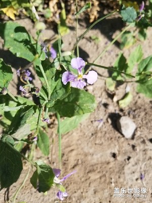 ［中國最美瞬間］+路邊花影