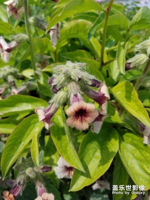 【我的手機在說話】+ 花開季節(jié)