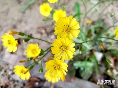 小黃花