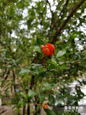 【我的手機在說話】+花花草草