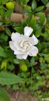 【我的手機(jī)在說話】+隨手花