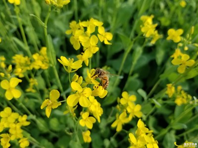正值花開(kāi) 焉能錯(cuò)過(guò)