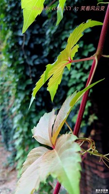 葉子是一個(gè)故事