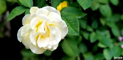 【我的手機在說話】+那些花兒