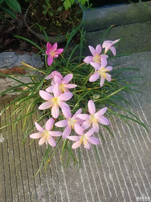 傳幾張