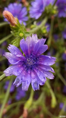 【中國(guó)最美瞬間】苦菊花開(kāi)