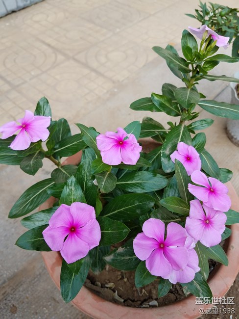 太陽花