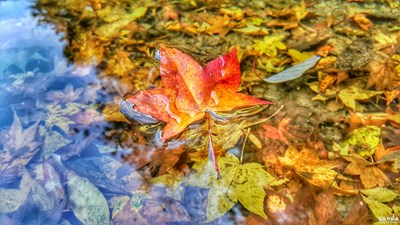 蓋樂(lè)世攝影周賽第54期——葉子的故事