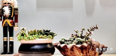 【中國最美瞬間】+那些可愛的多肉