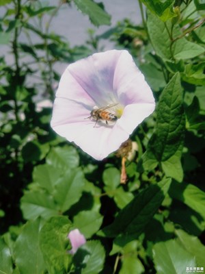 蜜蜂對(duì)花的情意