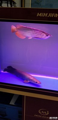 我的金龍魚還可以哦