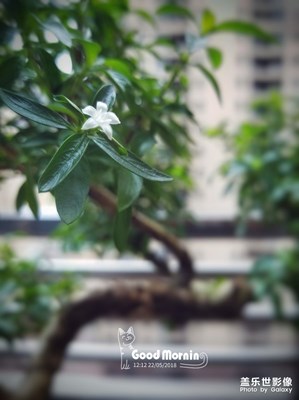 陽臺(tái)上的盆栽“六月雪”