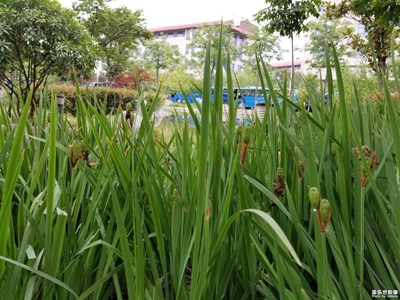 【葉子的故事】+樹葉成蔭