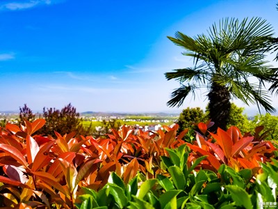 【葉子的故事】+美麗的葉子