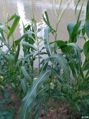 【中國(guó)最美瞬間】+俺家的苞米