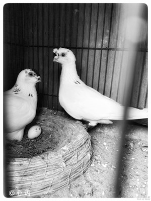 【中國(guó)最美瞬間】+百花深處去尋夢(mèng)