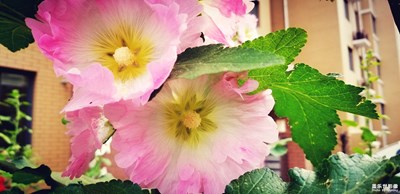 淡色之約 花開(kāi)花落