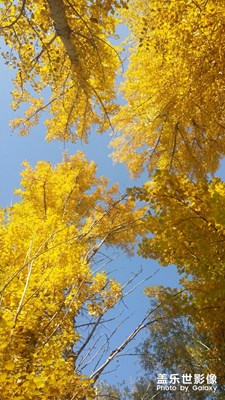 【葉子的故事】+一花一世界一葉一菩提