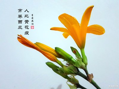 黃花之戀