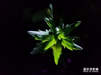 夜釣，隨手拍