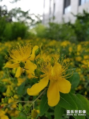 教你認(rèn)識(shí)兩種花