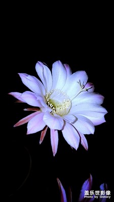 賞花