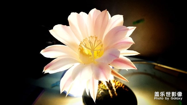 【第100期：各位寶寶們兒童節(jié)快樂(lè)呀 A系列新品即將來(lái)襲】