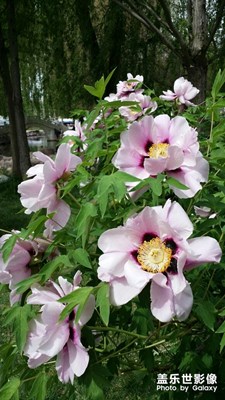 雍容華貴，粉墨登場